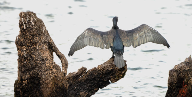 Indian cormorant