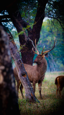 Sambar Deer Rahul Sudeep