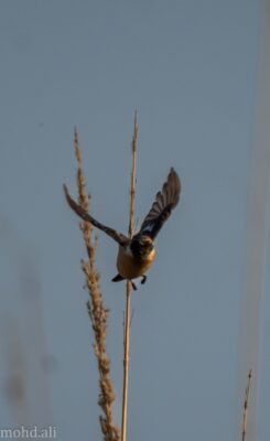 3886d33f-3832-4df3-9633-43c933973388