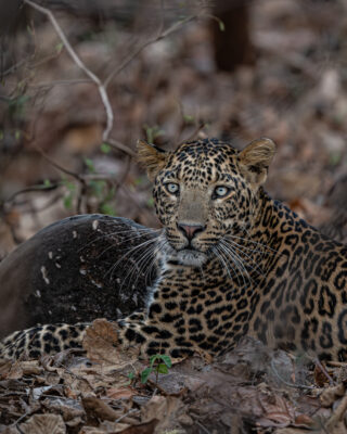 1491FA12-492A-444A-85AF-71DF48F0E603