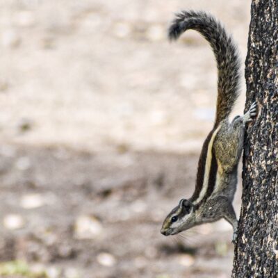 bb484c55-88ea-4c9d-9630-8ddbdb756db2