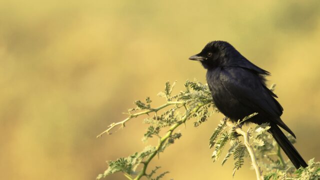 Image 26-01-25 at 10.03 AM