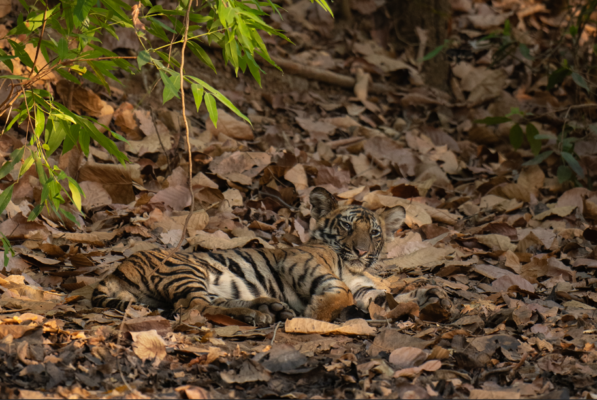 Screenshot 2025-05-03 093459