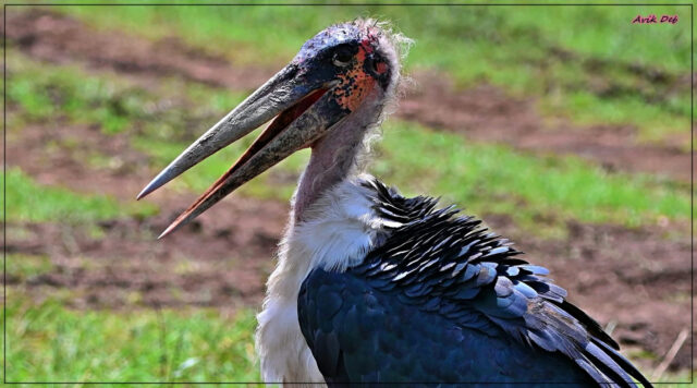 A4C8ED8C-0EA5-4A36-8512-BFF493D7B799