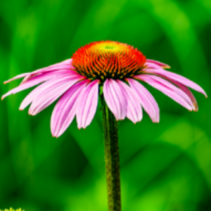 Profile photo of Ram Narayan Mohan