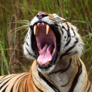 Profile photo of Abhi Bhai