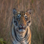 Profile photo of Ramesh Srinidhi