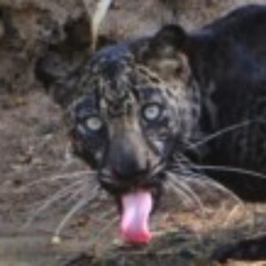 Profile photo of Saikat Ray