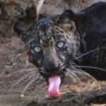 Profile photo of Saikat Ray