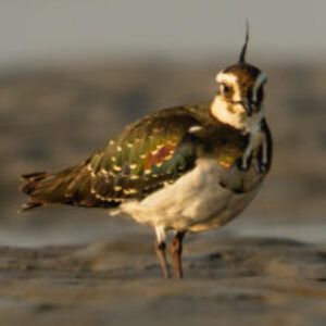 Profile photo of Sourav Mallick