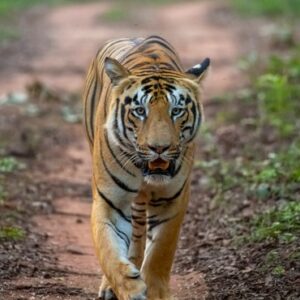 Profile photo of pragz