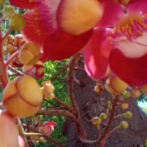 Profile photo of RATHNA J