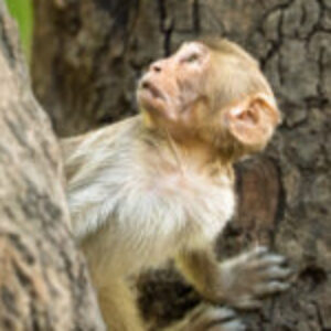 Profile photo of Shamim Azam