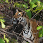 Profile photo of Pranay Bhartiya