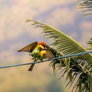 Profile photo of Dr. Pradeep K R