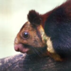 Profile photo of Siddhi Ranade