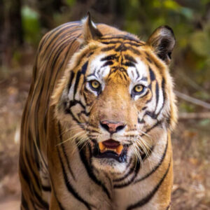 Profile photo of Mohana Velagapudi